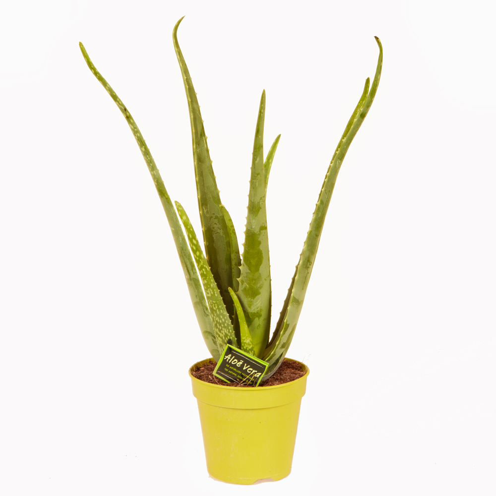 YouGarden Aloe Vera Plant with Off White Pot Cover Image 2