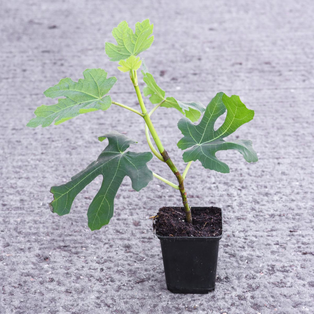 Thompson and Morgan Fig Ficus Carica Green Fig Plant Pot 9cm 3 Pack Image 4