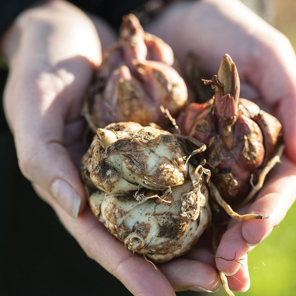 Thompson and Morgan Lily Pretty Woman Tree Bulbs 10 Pack Image 2