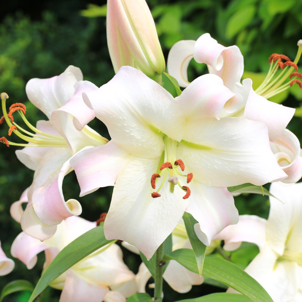 Thompson and Morgan Lily Pretty Woman Tree Bulbs 5 Pack Image 1