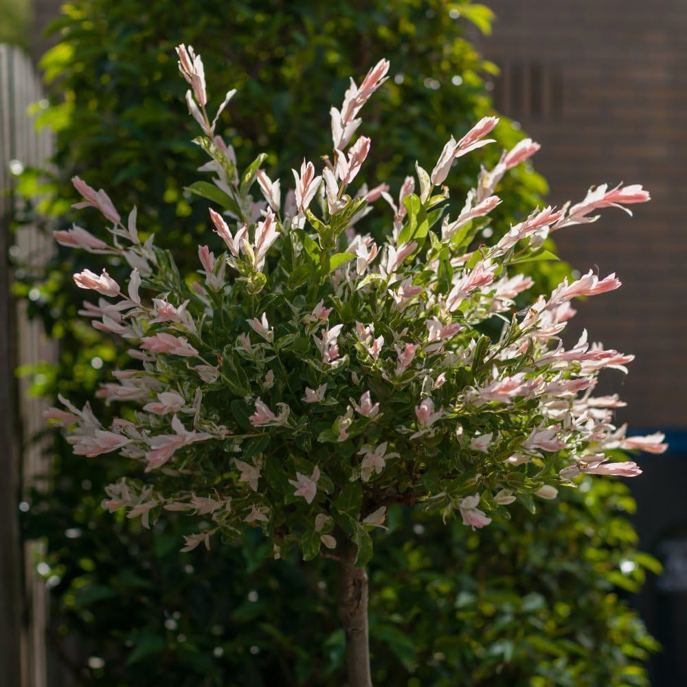 Thompson and Morgan Salix Flamingo Standard 17cm Plant Pot and Planter Image 3