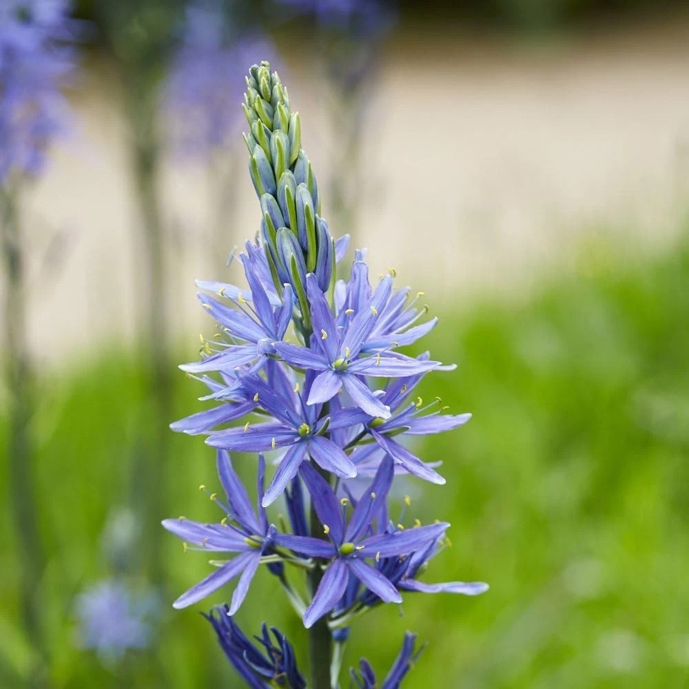 Thompson and Morgan Camassia Leichtlinii Caerulea Planting Bulb 3 Pack Image 5