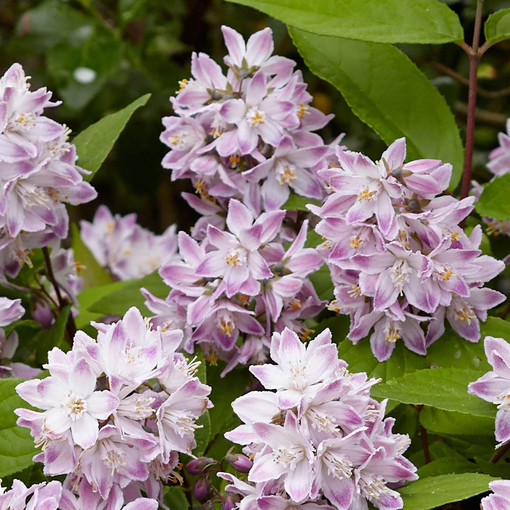 Thompson and Morgan Deutzia Raspberry Sundae Plant Pot 9cm 2 Pack Image 3