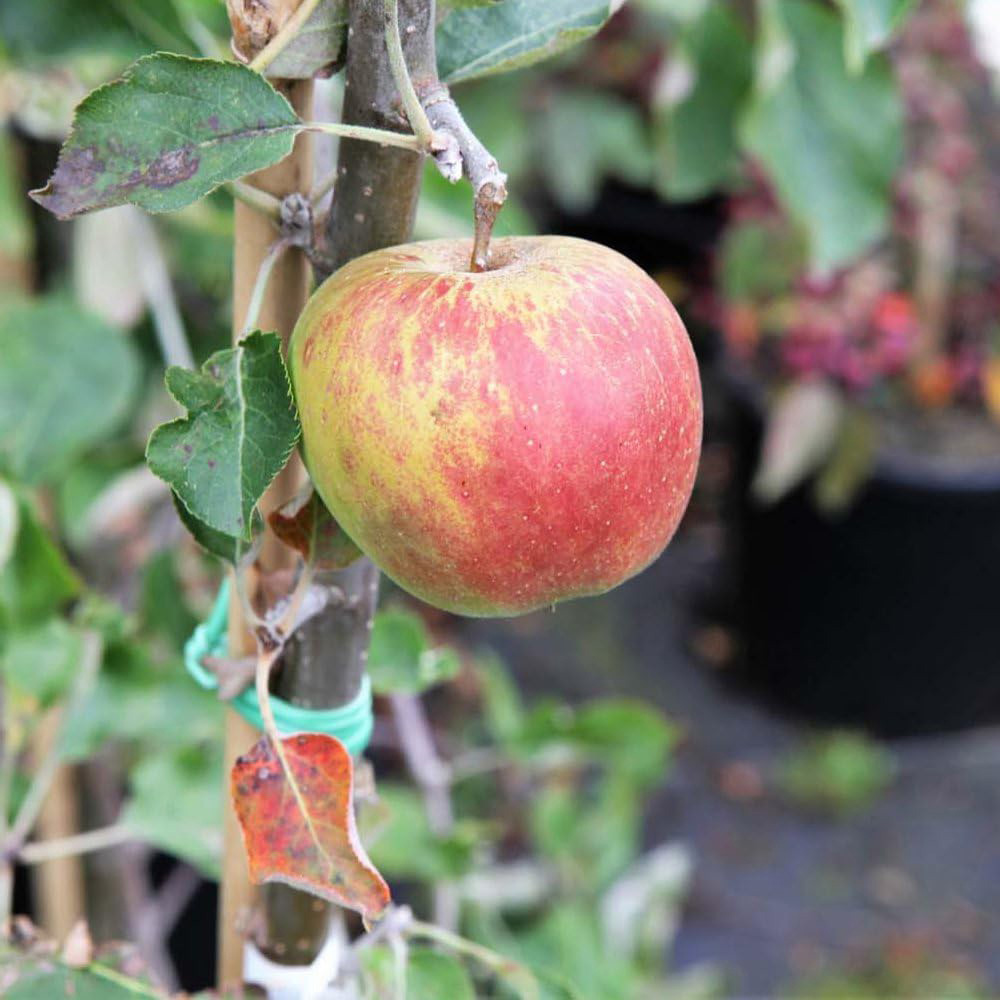 Thompson and Morgan Apple Malus Jonagold M9 Low Stem Rootstock Plant Pot 24cm 2 Pack Image 4