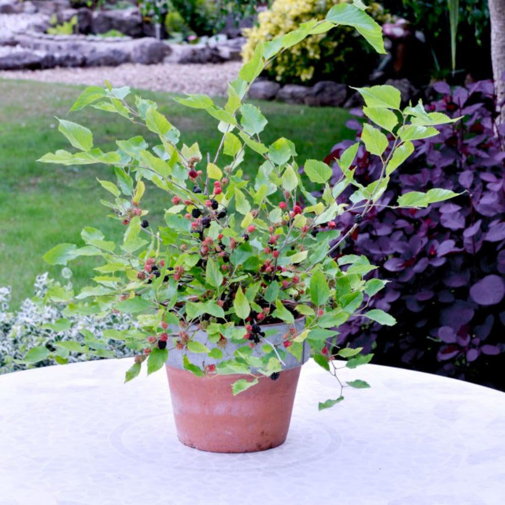 Thompson and Morgan Mulberry Morus Charlotte Russe Plant Pot 7cm 2 Pack Image 2