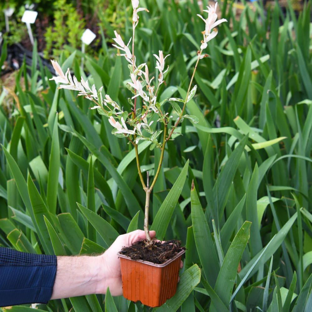 Thompson and Morgan Salix Flamingo Standard 17cm Plant Pot 2 Pack Image 4