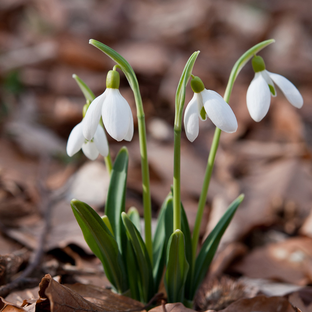 YouGarden Snowdrops In the Green Planting Bulbs 75 Pack Image 6