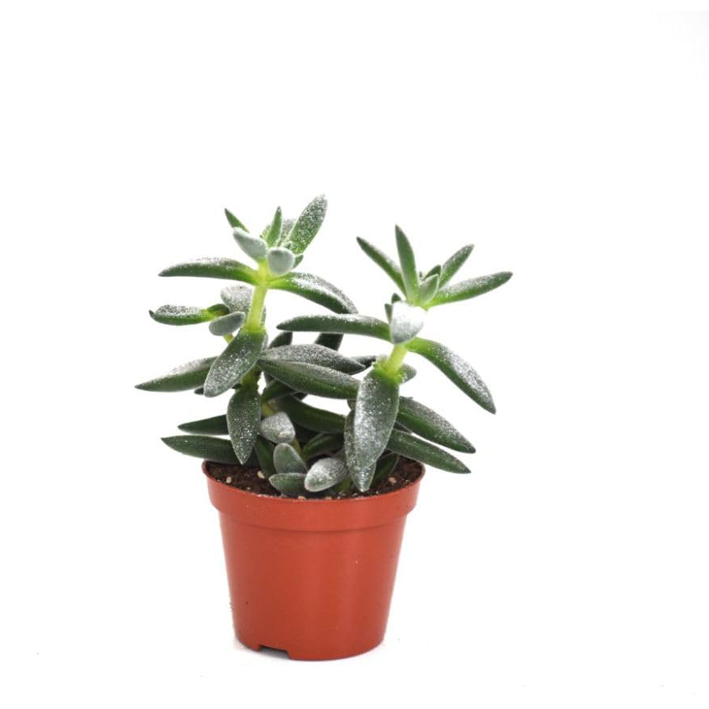 Thompson and Morgan Crassula Tarantula Potted Plant 8.5cm Image 2