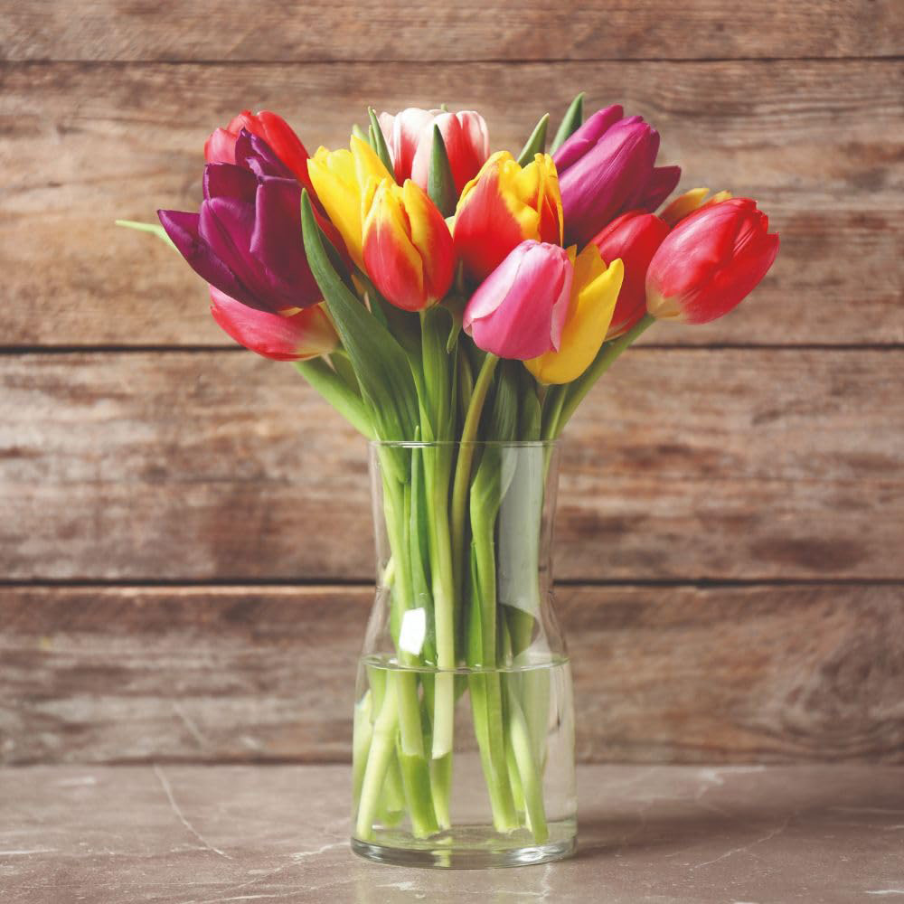 Thompson and Morgan Tulip Triumph Mix Bulbs 8 Pack Image 2