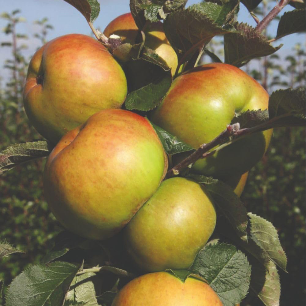 Thompson and Morgan Apple Malus Bramley's Seedling MM106 Rootstock Plant Pot 12L Image 2