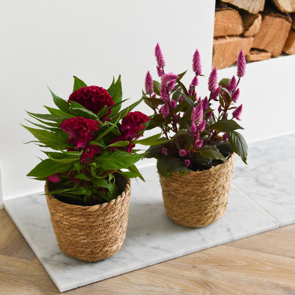 Thompson and Morgan Celosia Hot Topic Mix Potted Plant 2cm 2 Pack Image 5