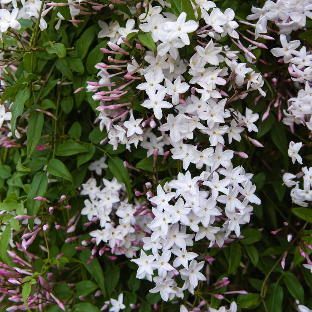 Thompson and Morgan Jasminum polyanthum Starry Summer Night Plant Pot 9cm Image 1