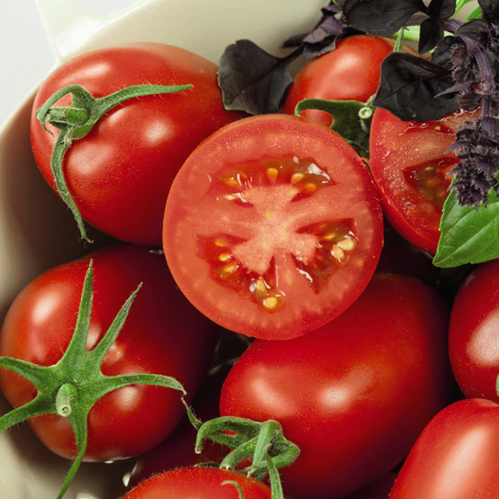 Thompson and Morgan Tomato Grafted Crimson Collection Plant Pot 10cm 12 Pack Image 5