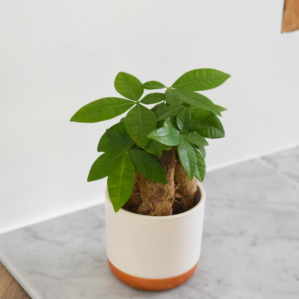 Thompson and Morgan Pachira Aquatica Money Tree Plant Pot 9cm Image 3