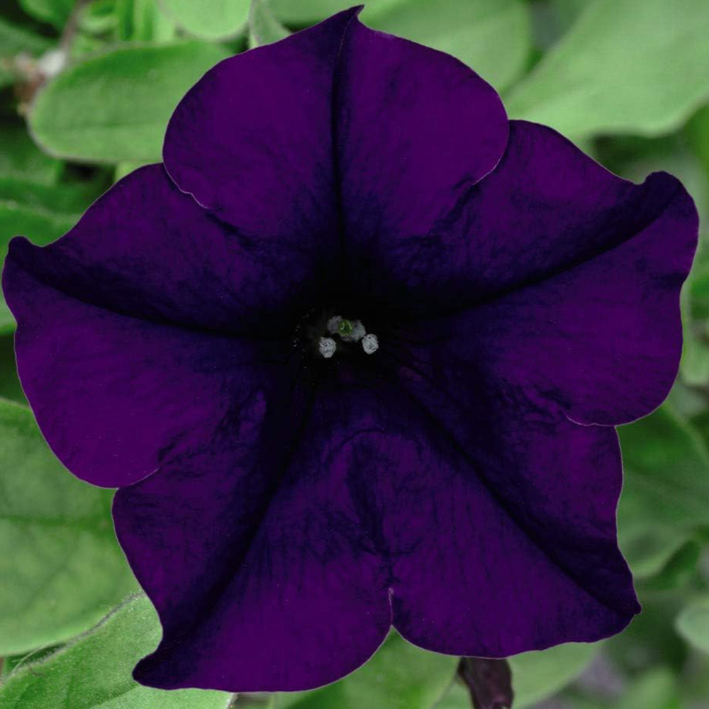 Thompson and Morgan Petunia Surfinia Mixed Postiplugs 20 Pack Image 3