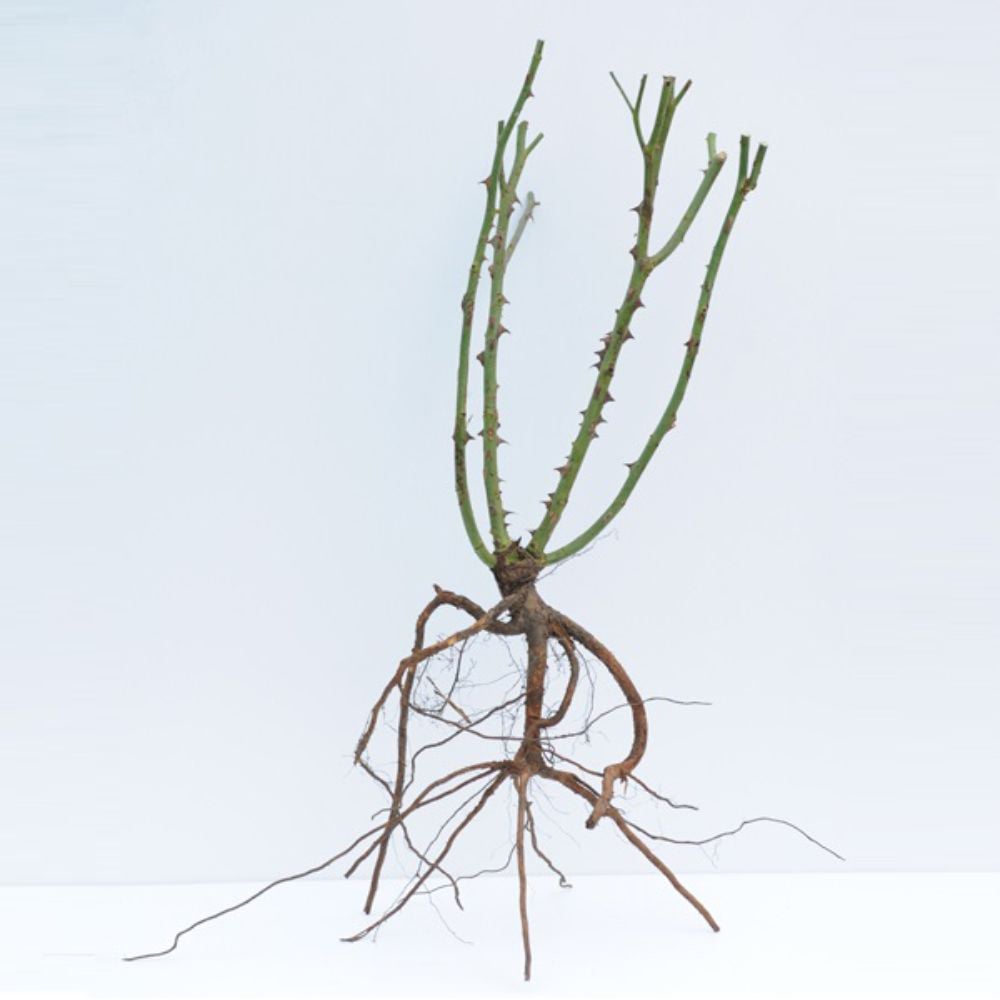 Thompson and Morgan Rose Queen Elizabeth 4 Bare Roots Image 3