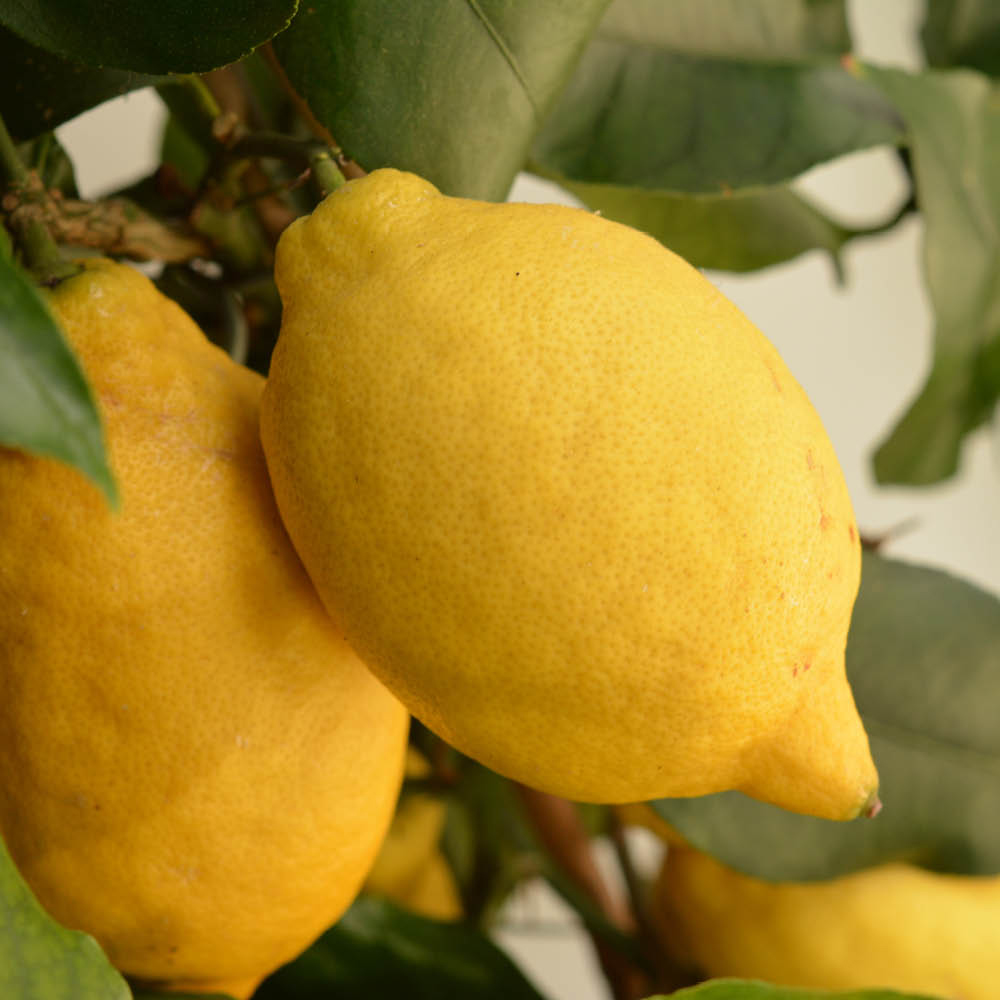 YouGarden Citrus Lemon Tree in Pot Image 2