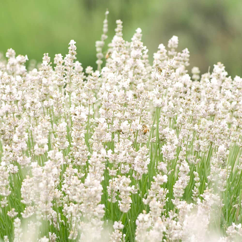 Thompson and Morgan Lavandula Lavender Angustifolia Arctic Snow Plant Pot 9cm 3 Pack Image 4