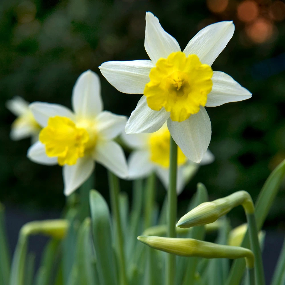 Thompson and Morgan Daffodil Topolino Autumn Planting Bulb 40 Pack Image 2