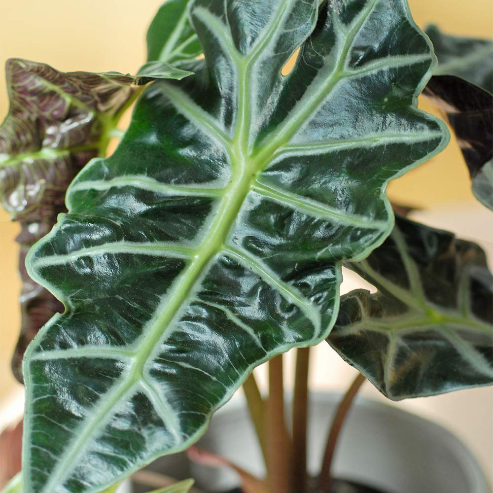 Thompson & Morgan Alocasia Amazonica Elephant Ear Plant Potted Plant 12cm Image 3