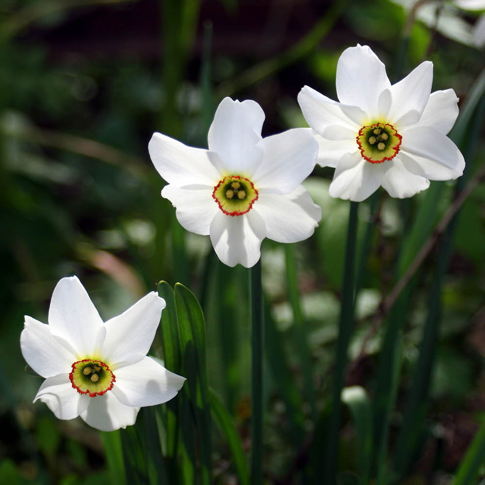 YouGarden Narcissus Pheasant Eye Planting Bulb 24 Pack Image 3