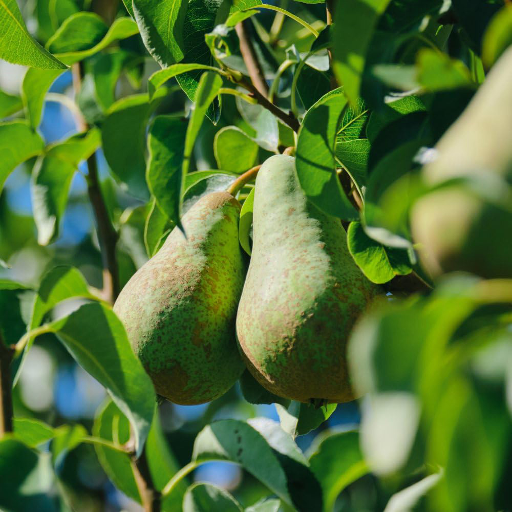 Thompson & Morgan Pear Pyrus Conference Patio Standard Quince C Potted Plant 5L Image 6