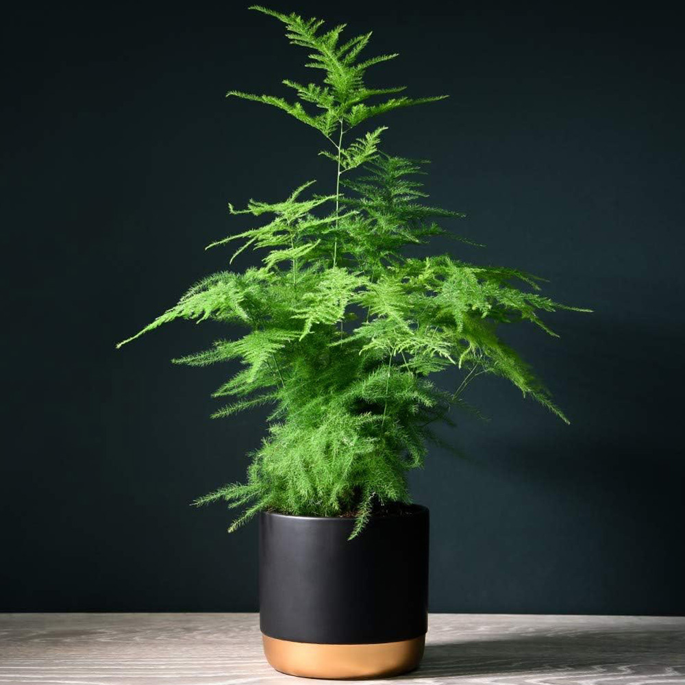 Thompson & Morgan Asparagus Fern Plumosus Potted Plant Image 1