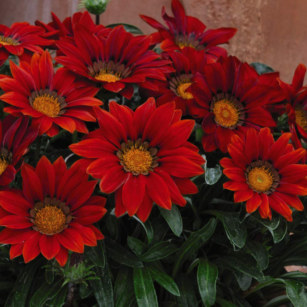 Thompson and Morgan Gazania Daybreak Red Shades Garden Ready Plant 15 Pack Image 3