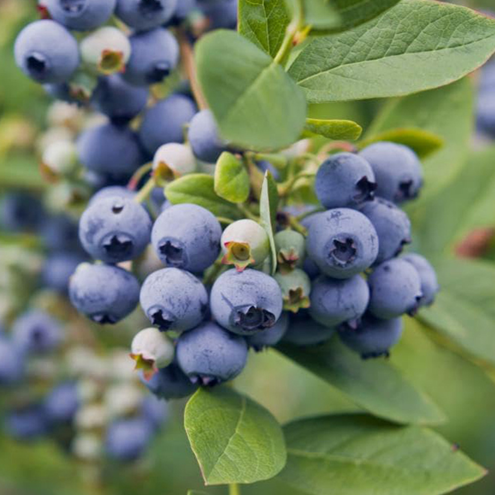 Thompson and Morgan Vaccinium Corymbosum Spartan Plant in Pot 30-40cm 2 Pack Image 1