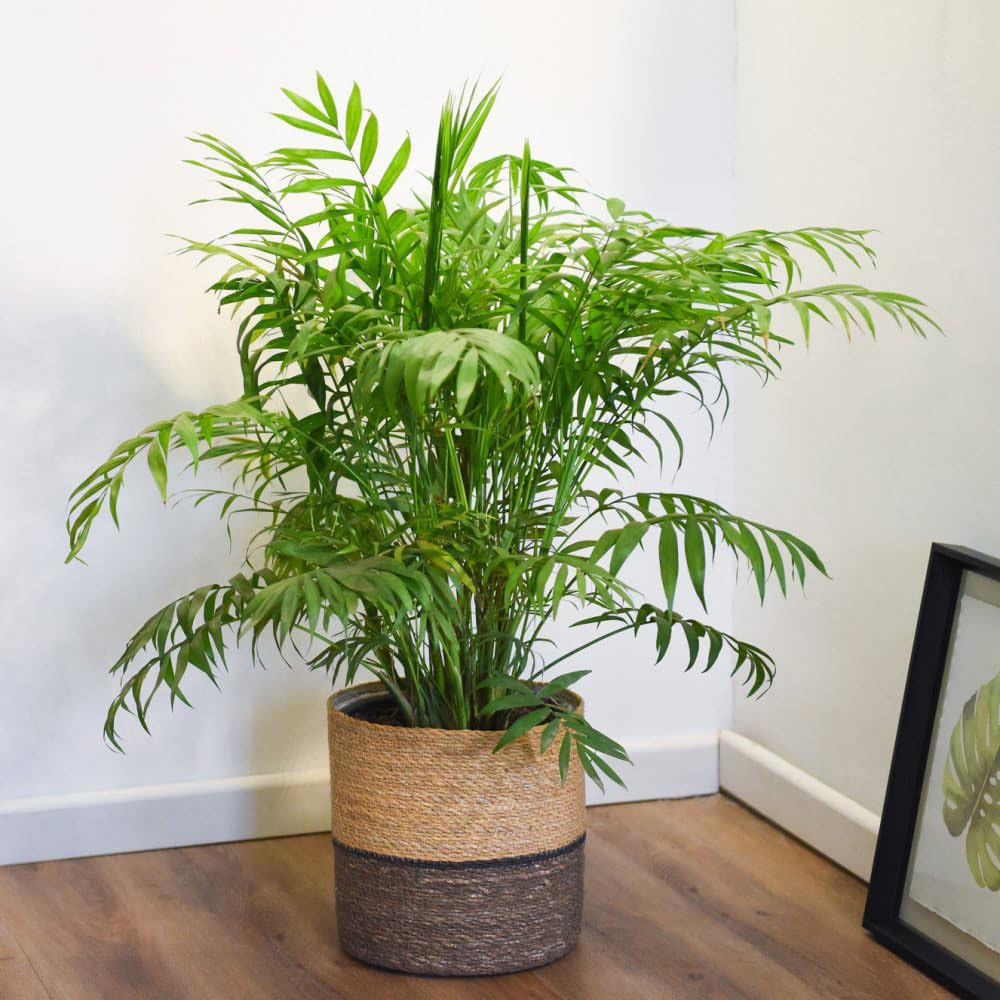 Thompson and Morgan Modern Home Houseplant Collection 3 Pack Image 3