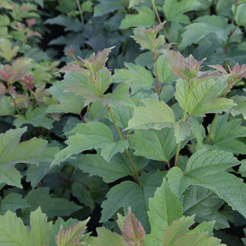 Thompson and Morgan Viburnum Trilobum Wentworth Plant in Pot 12L Image 4