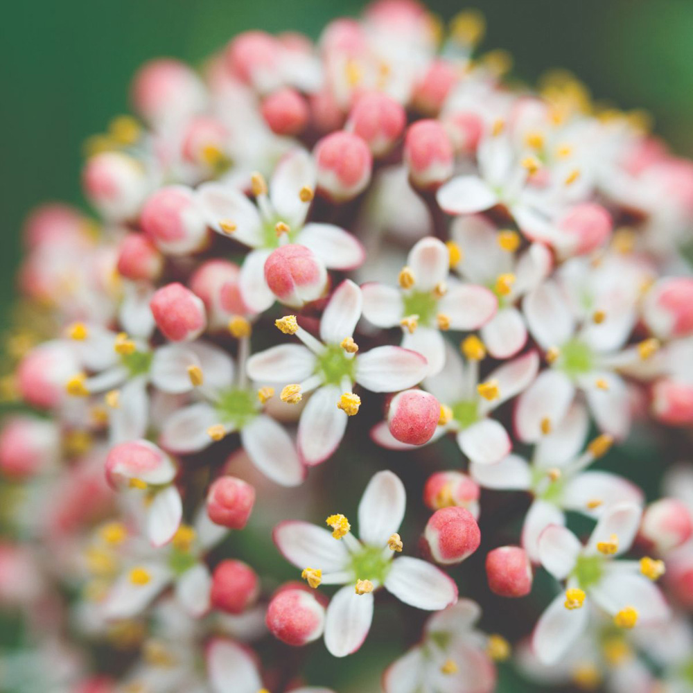Thompson and Morgan Skimmia Japonica Rubella Plant Pot 9cm Image 5