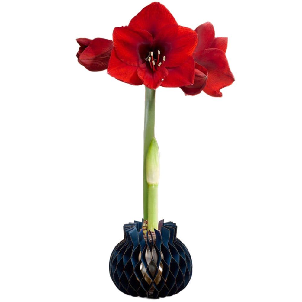 Thompson and Morgan Red Amaryllis Jolie Planting Bulb in Blue Sleeve 2 Pack Image 2