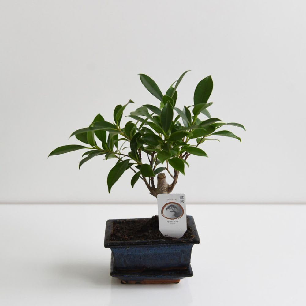 Thompson and Morgan Bonsai Ficus In Ceramic With Saucer Potted Plant 13cm 2 Pack Image 3