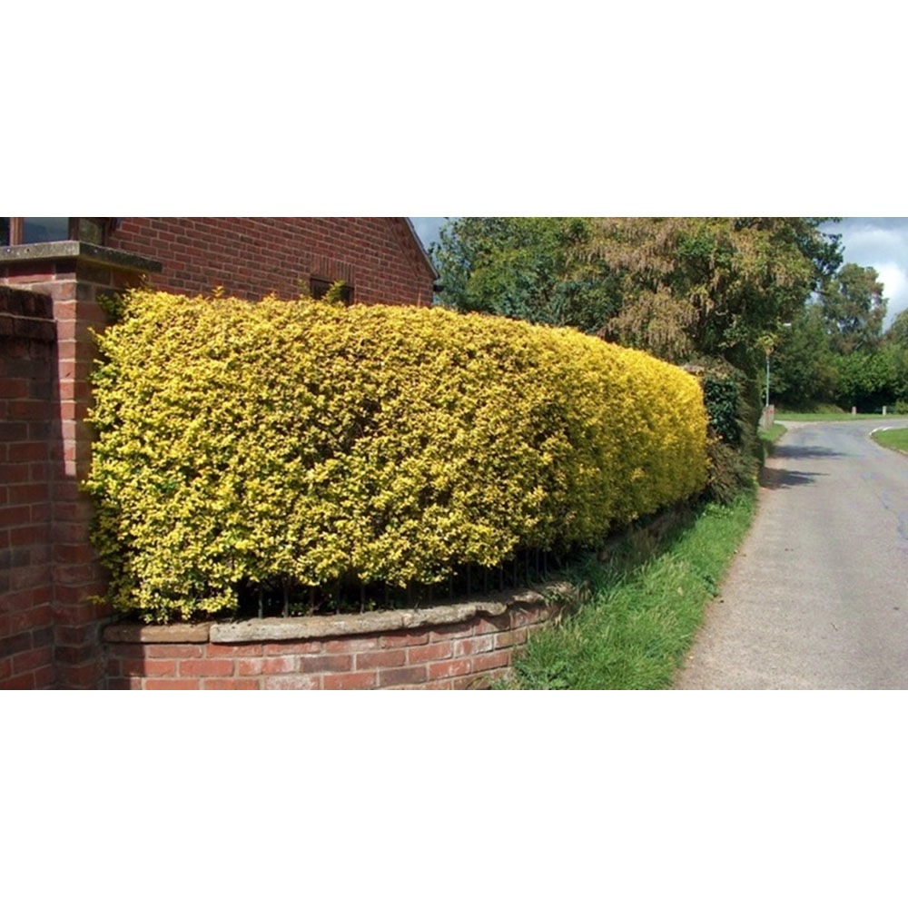 Inspirational Gifting Golden Privet Evergreen Bare Root Hedge Plant Sapling 30-60cm 20 Pack Image 5