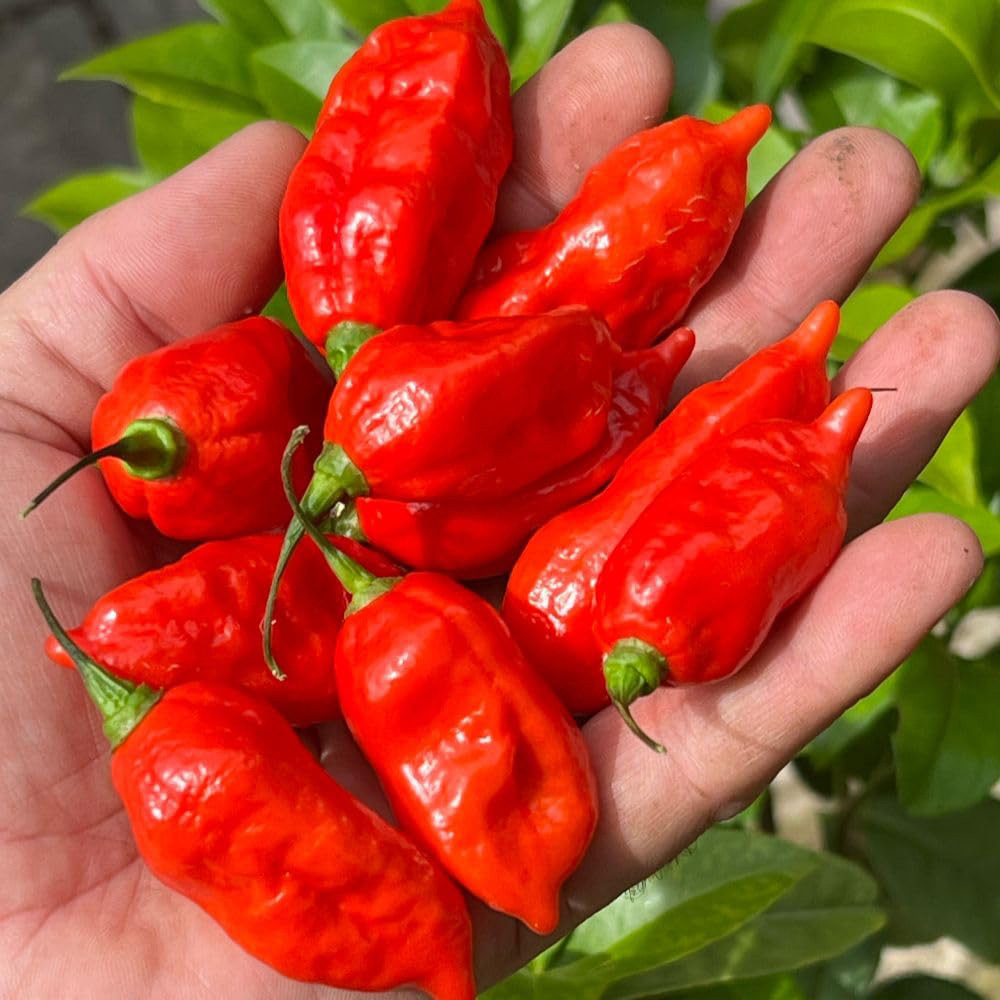 Thompson and Morgan Chilli Naga Capsicum Chinese Pit Viper Naga Seed Packet Image 2