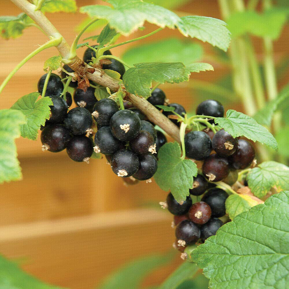 Thompson & Morgan Blackcurrant Ebony Potted Plant 3L Image 1