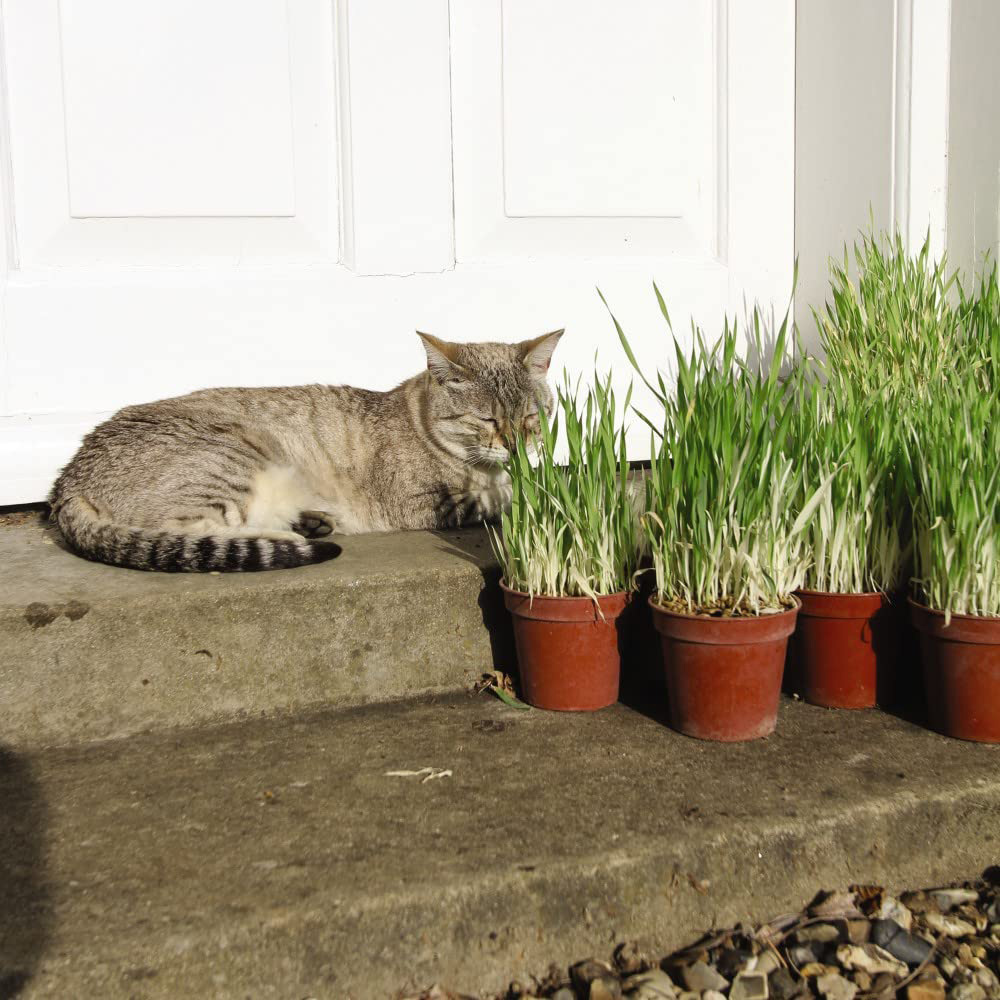 Thompson and Morgan Cat Grass Tabby Hordeum Vulgarie Varigated Seeds Image 3
