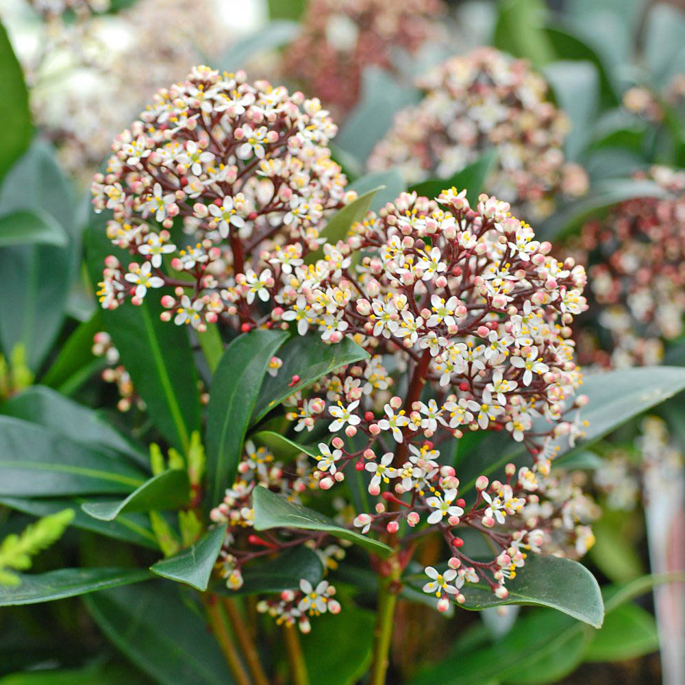 Thompson and Morgan Skimmia Japonica Rubella Plant Pot 9cm 2 Pack Image 3