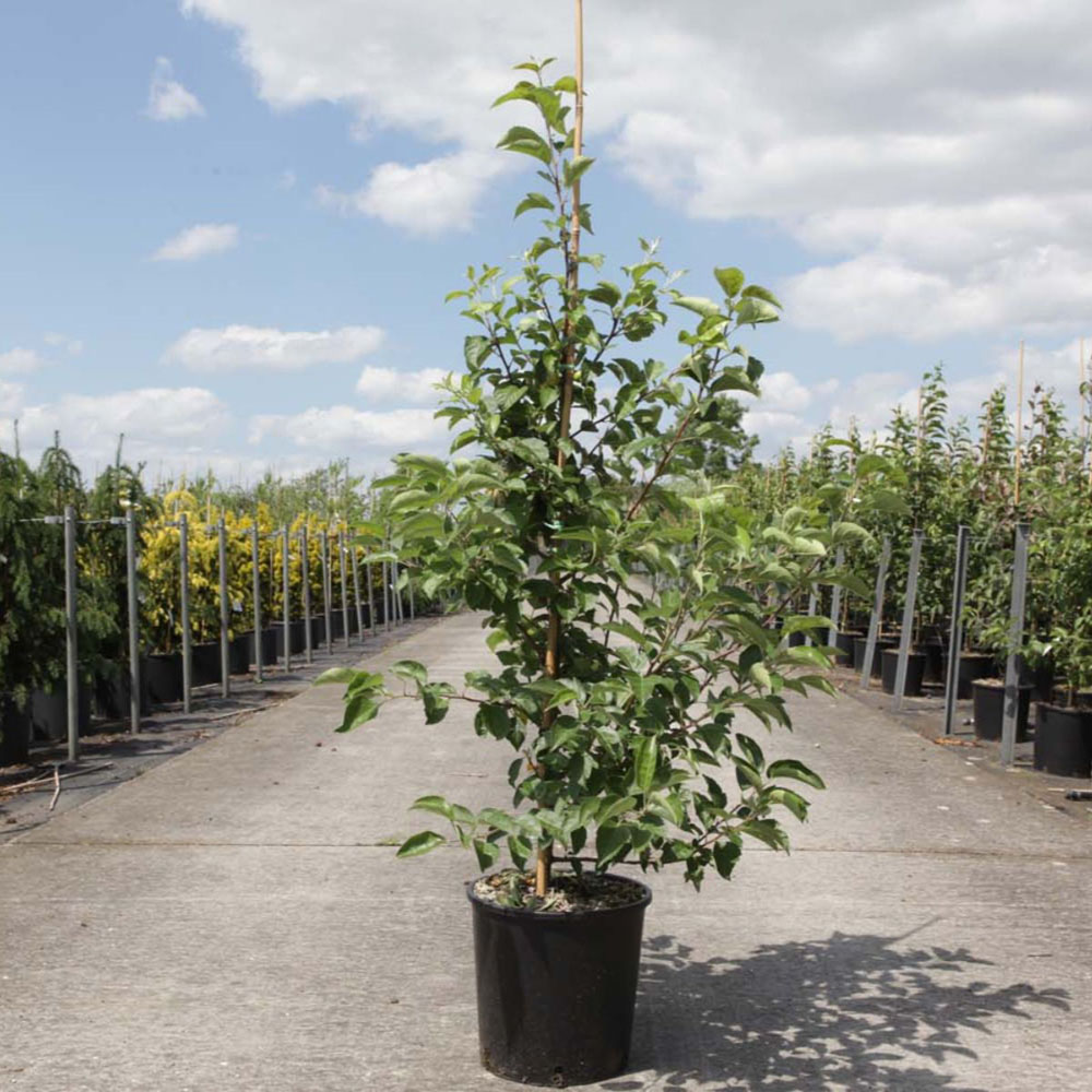Thompson and Morgan Malus Crab Apple Golden Hornet Plant Pot 5L Image 3