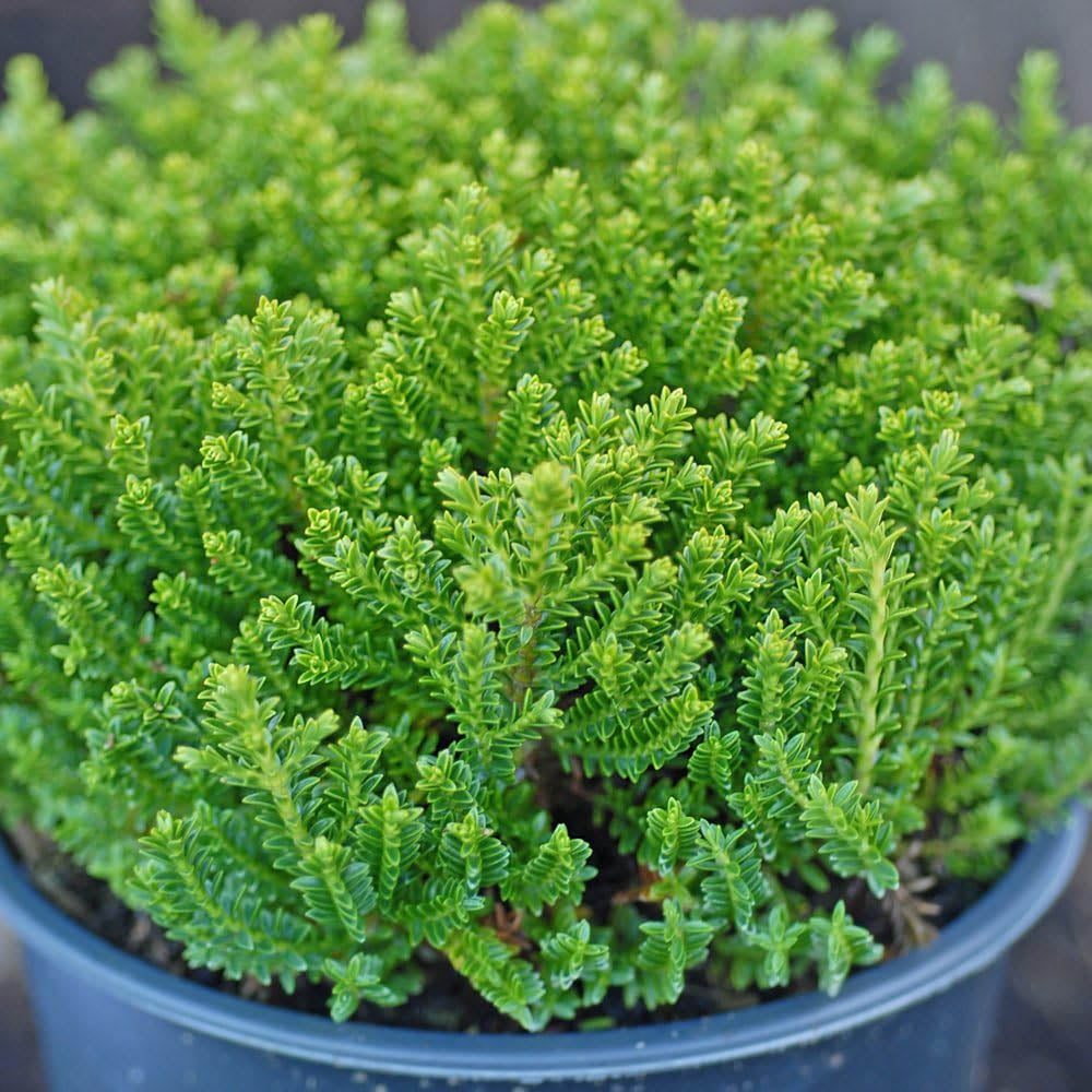 Thompson and Morgan Hebe Emerald Green Plant Pot 9cm 3 Pack Image 2