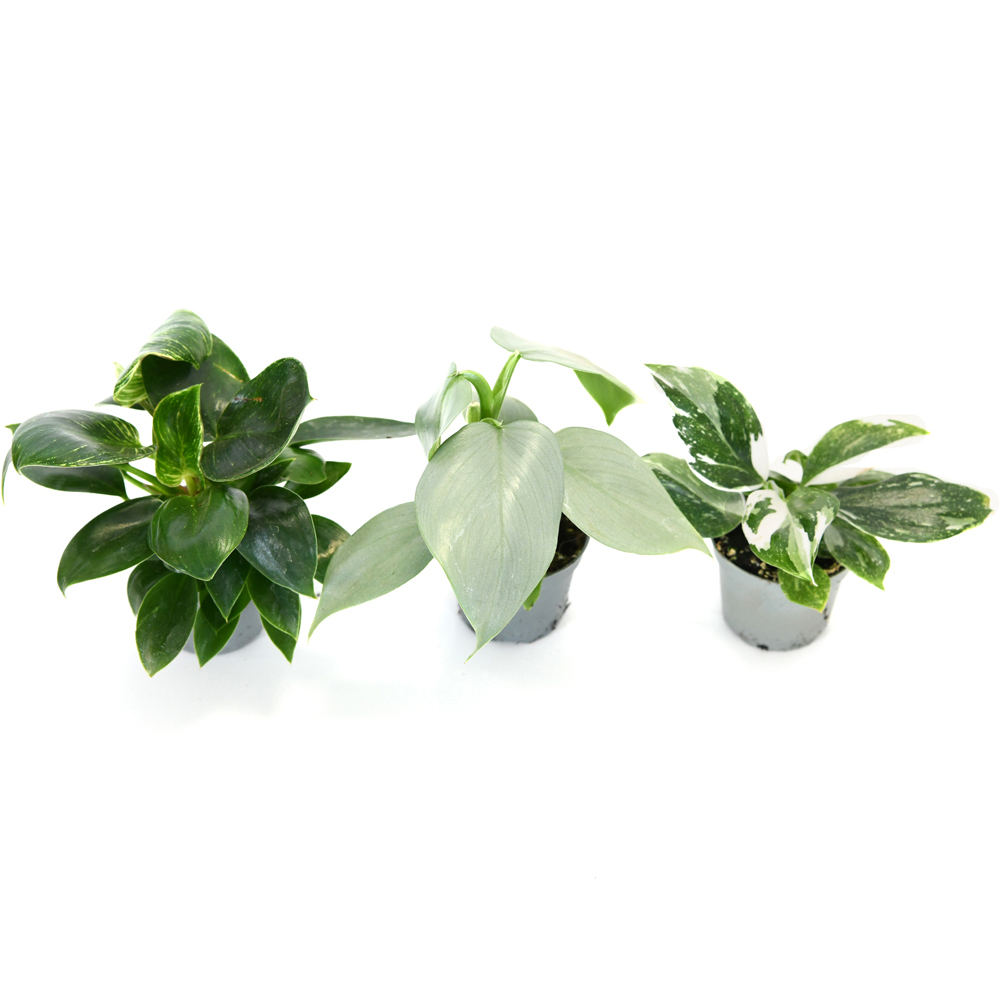 Thompson and Morgan Philodendron Starter Mix Plant Pot 6cm 6 Pack Image 2