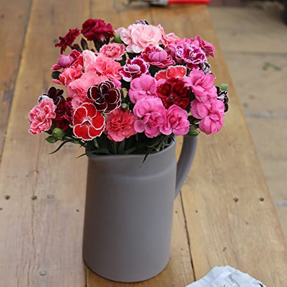 Thompson and Morgan Dianthus Caryophyllus Scented Pleasures Collection Postiplugs 20 Pack Image 2