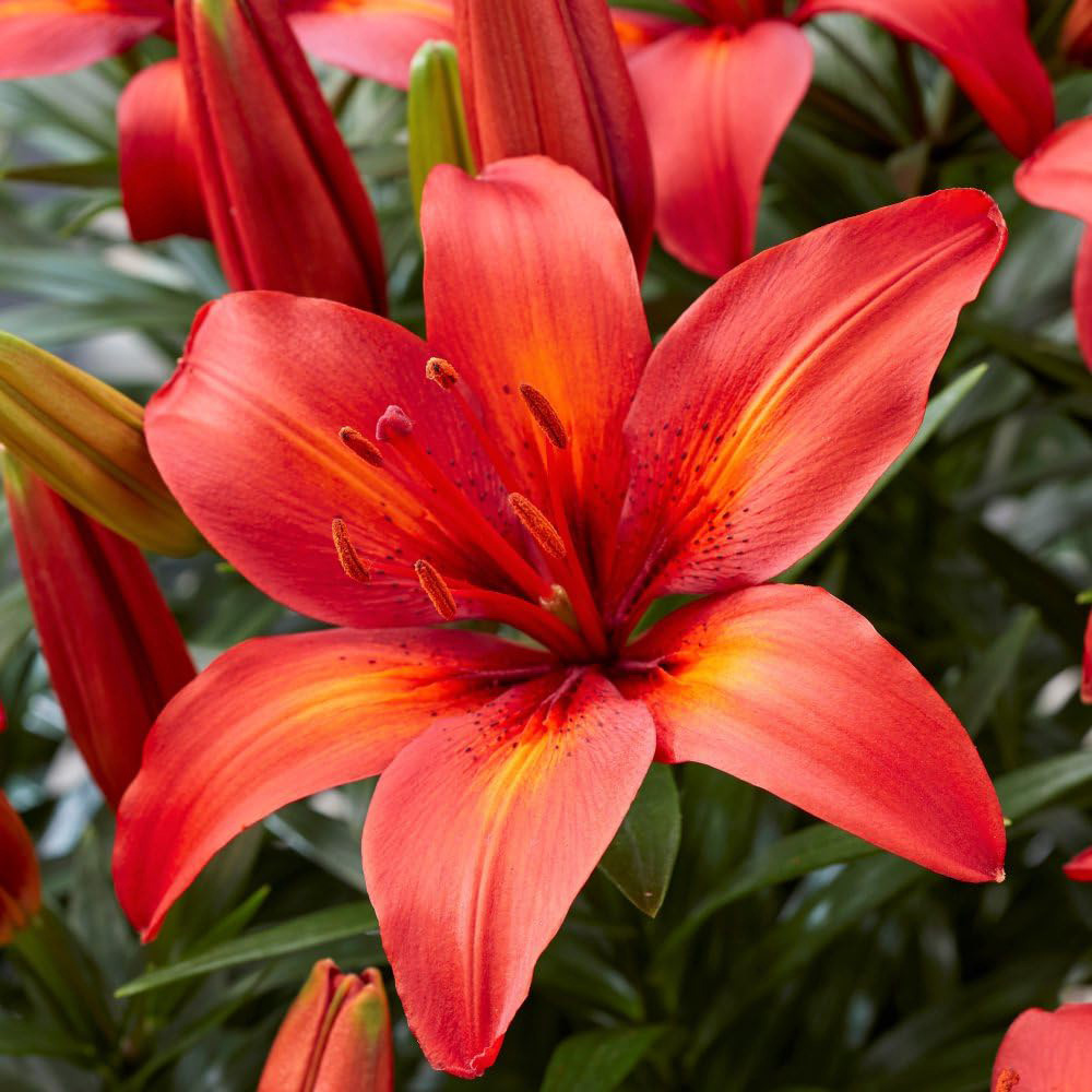 Thompson and Morgan Lily Summer Fun Collection Planting Bulb 18 Pack Image 8