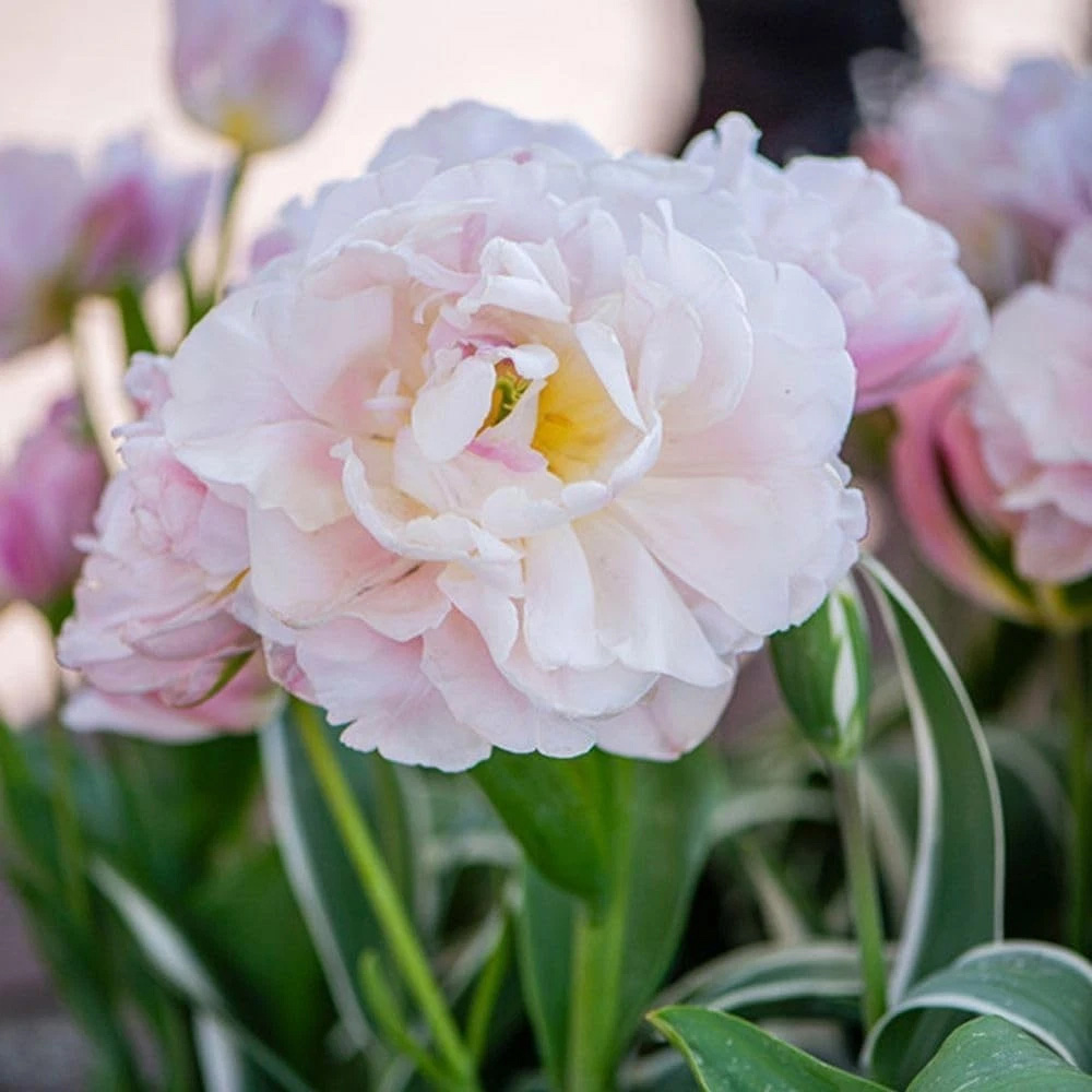 Thompson and Morgan Tulip Dreamer Blush Pink Planting Bulb 16 Pack Image 3