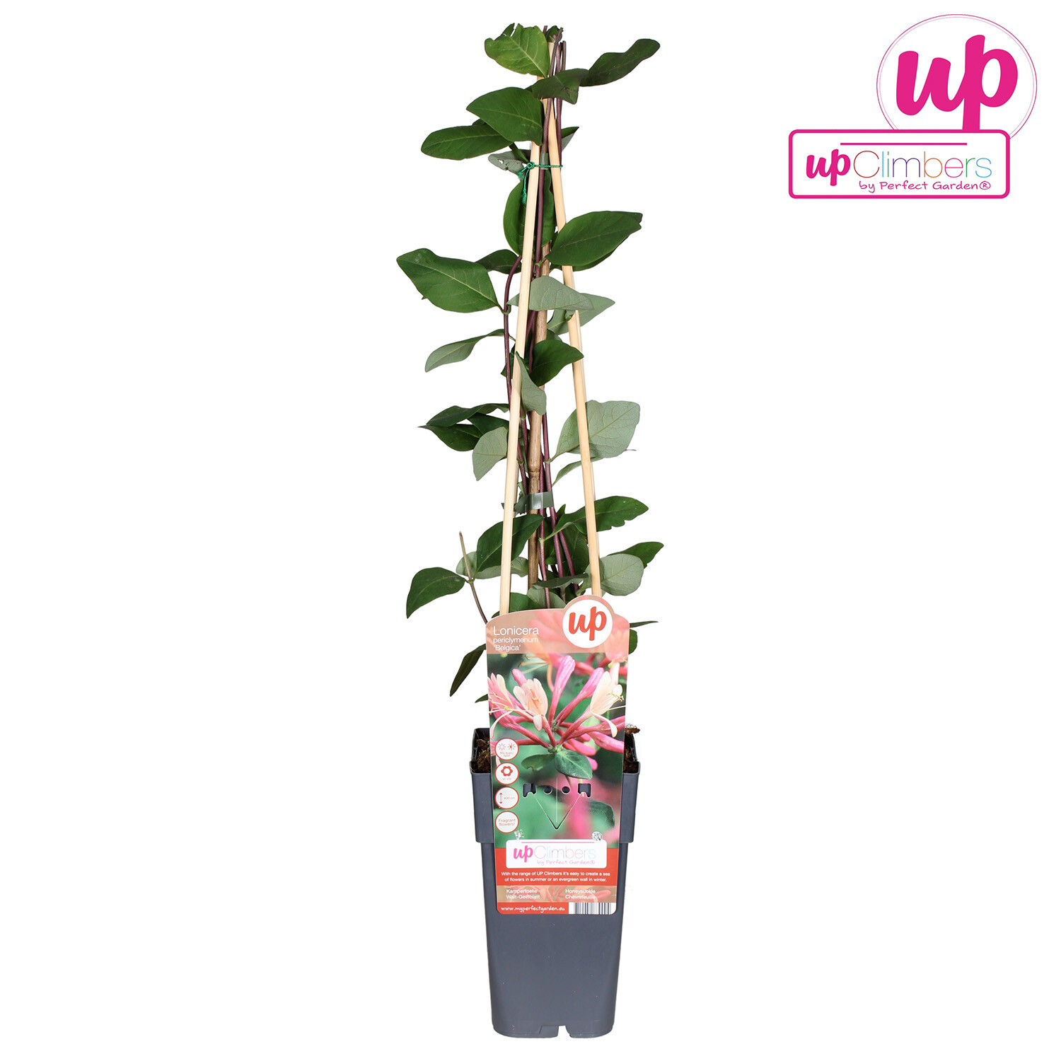 Honeysuckle - Belgica Image