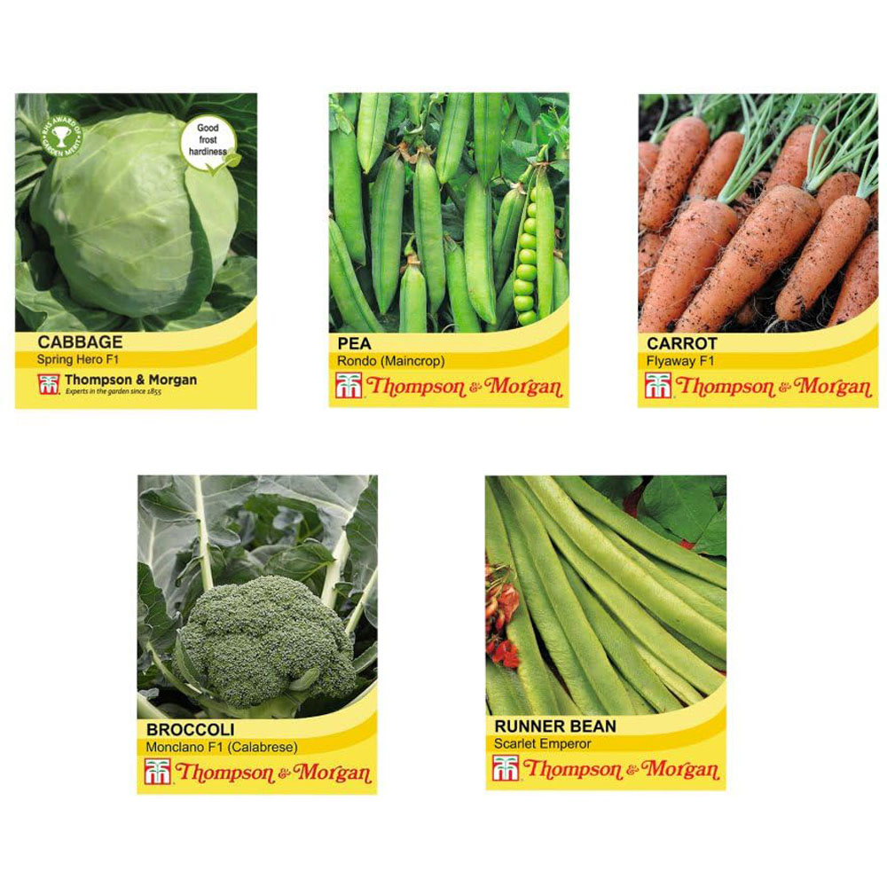 Thompson and Morgan Vaccinium Blueberry Plant Pot 9cm 3 Pack with Seed Packet 5 Pack Image 2