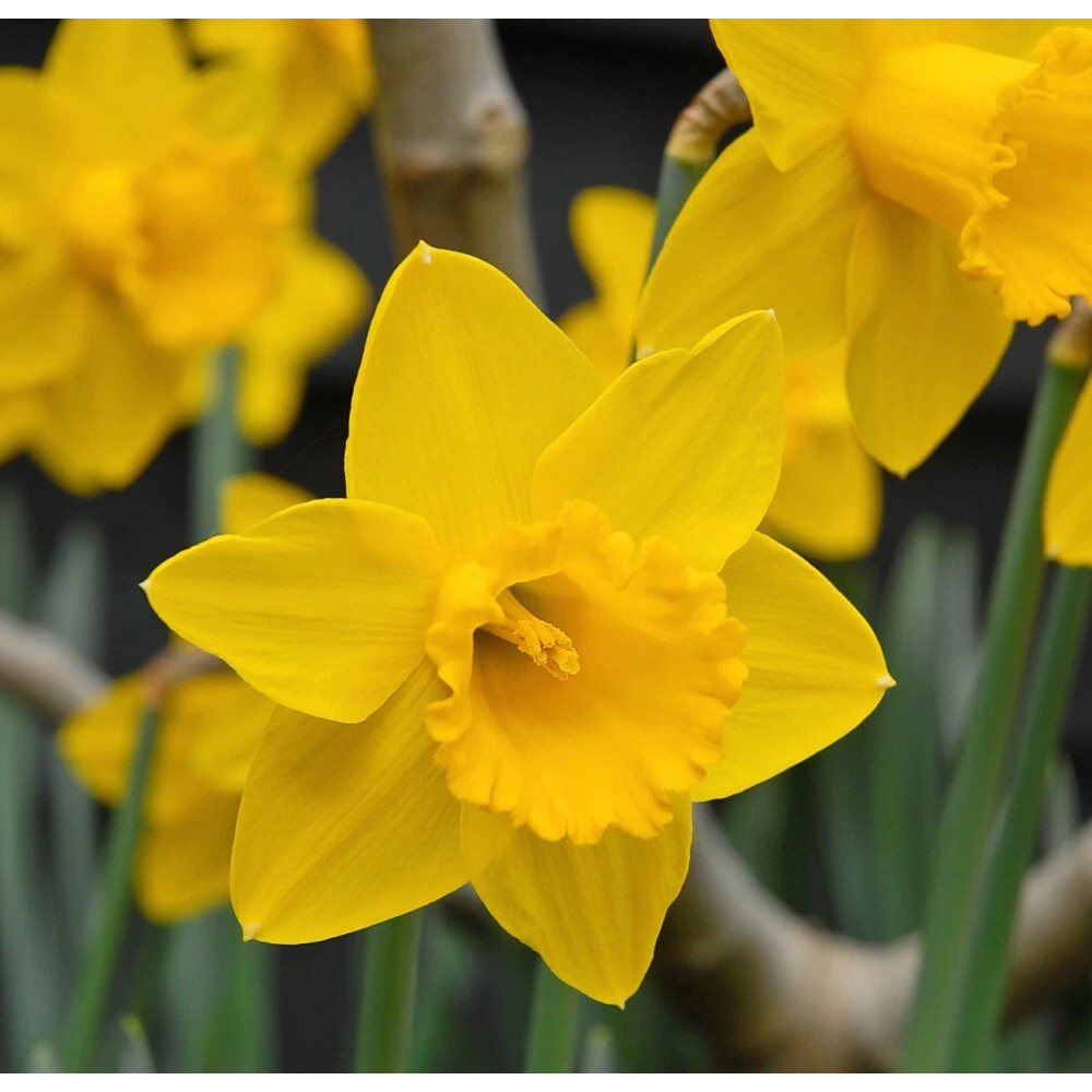 Thompson and Morgan Daffodil Golden King Alfred Planting Bulb 8 Pack Image 3