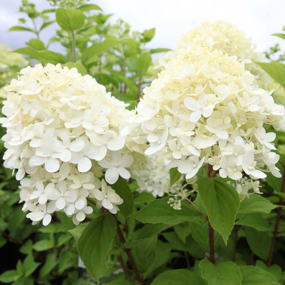 Thompson and Morgan Hydrangea Limelight Plant Pot 3.6L Image 6