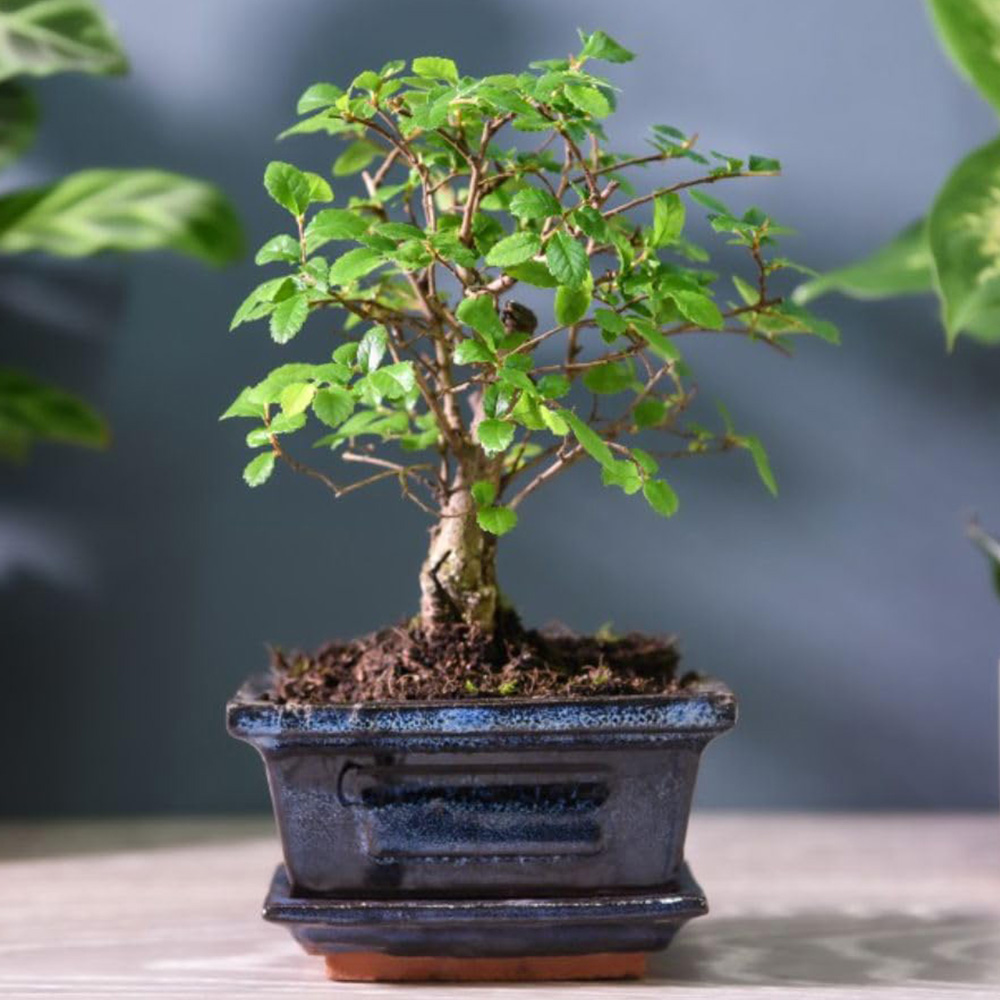 Thompson & Morgan Bonsai Zelkova In Ceramic with Saucer 12cm Image 1